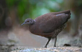 Brown Tinamou