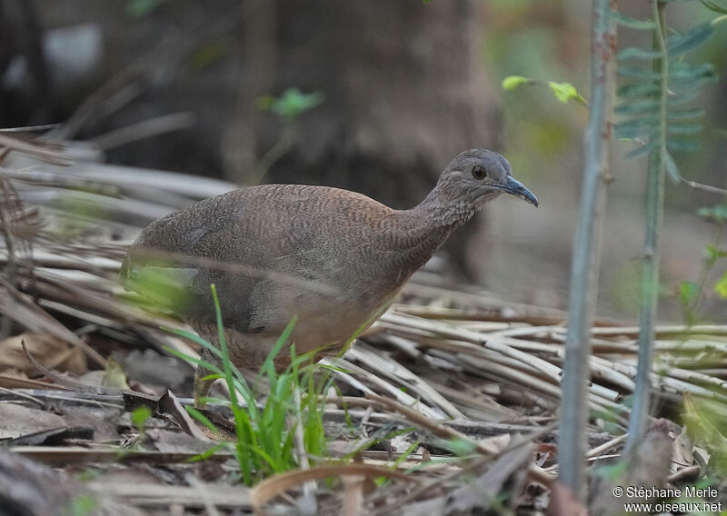 Tinamou solitaireadulte