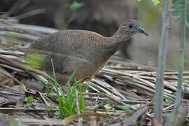 Solitary Tinamou