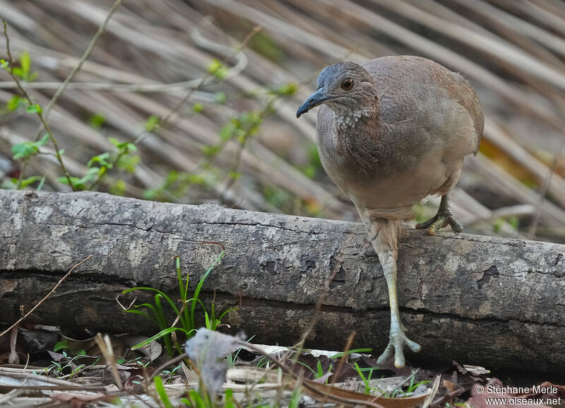 Tinamou solitaireadulte