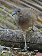 Tinamou solitaire