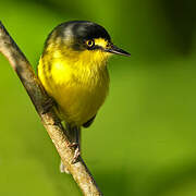 Yellow-lored Tody-Flycatcher