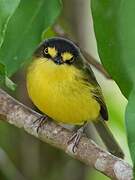 Yellow-lored Tody-Flycatcher