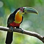 Red-breasted Toucan