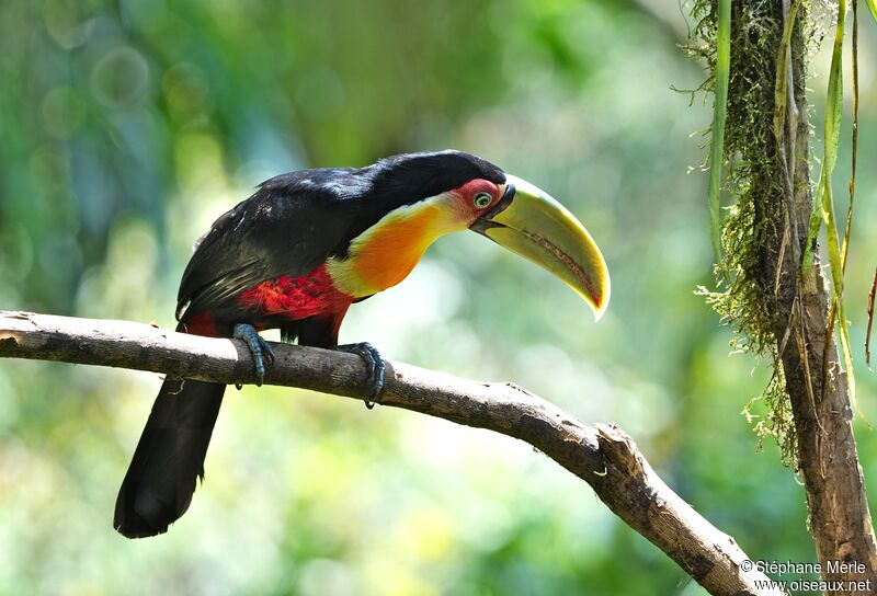 Toucan à ventre rougeadulte