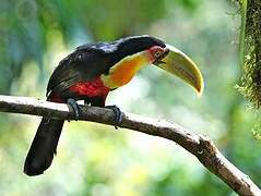 Red-breasted Toucan