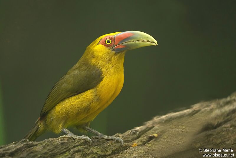 Saffron Toucanetadult