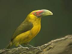 Saffron Toucanet