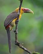 Saffron Toucanet