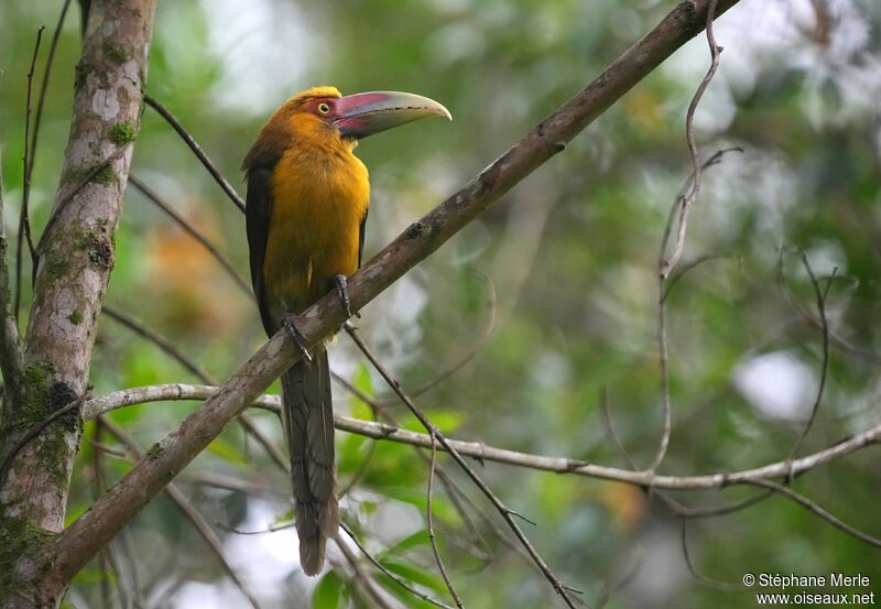 Saffron Toucanet