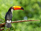 Toucan toco