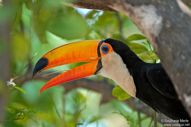 Toucan tocoadulte