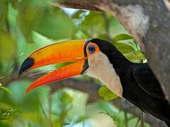 Toucan toco