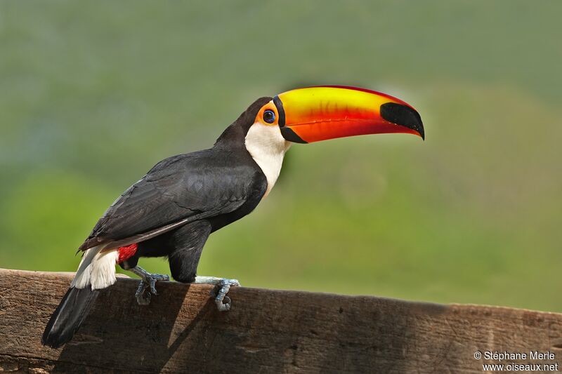 Toucan tocoadulte