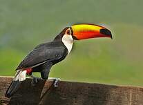 Toucan toco