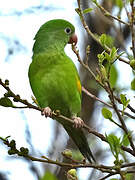 Yellow-chevroned Parakeet