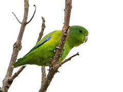 Cobalt-rumped Parrotlet