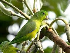 Cobalt-rumped Parrotlet