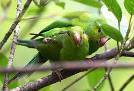 Plain Parakeet