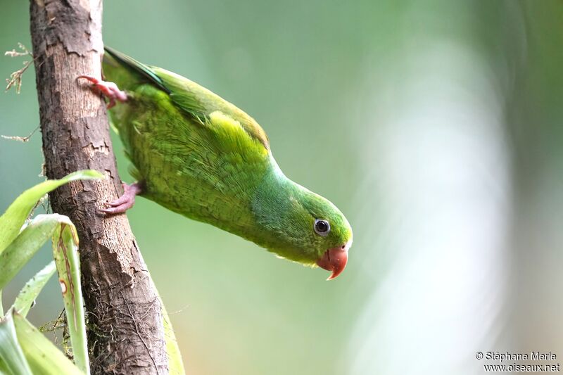 Plain Parakeet