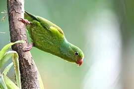 Plain Parakeet