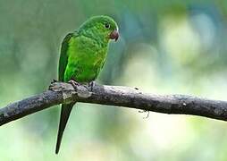 Plain Parakeet