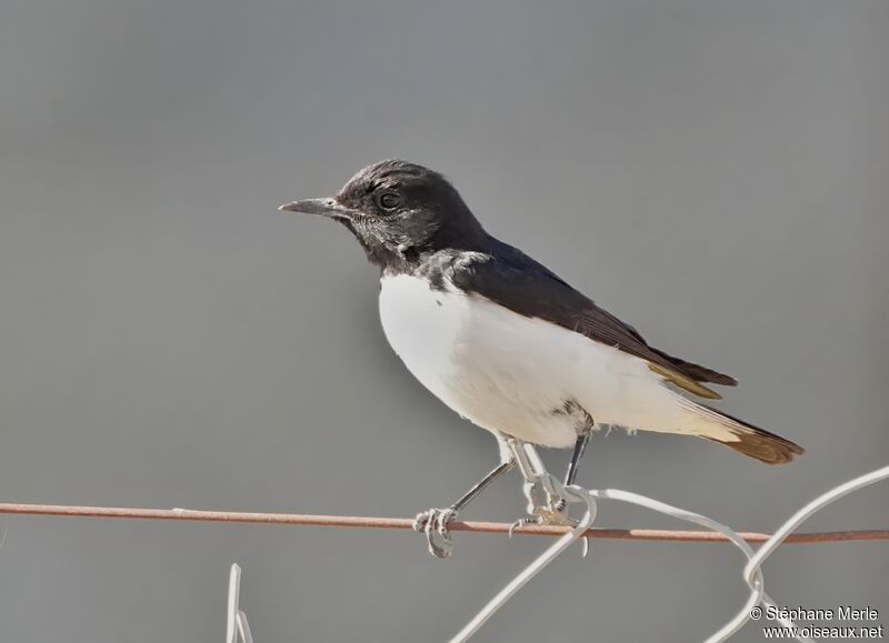 Hume's Wheatearadult