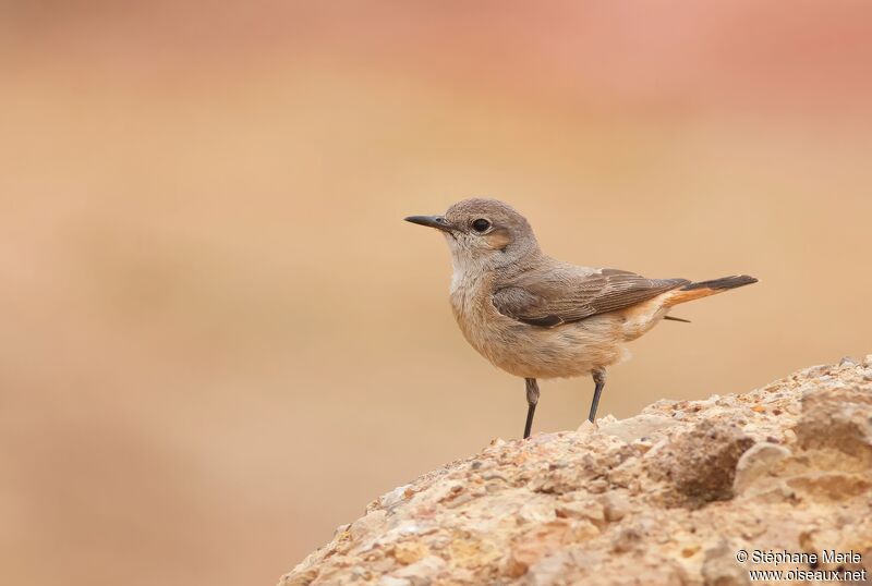 Red-tailed Wheatearadult