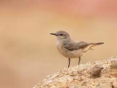 Red-tailed Wheatear