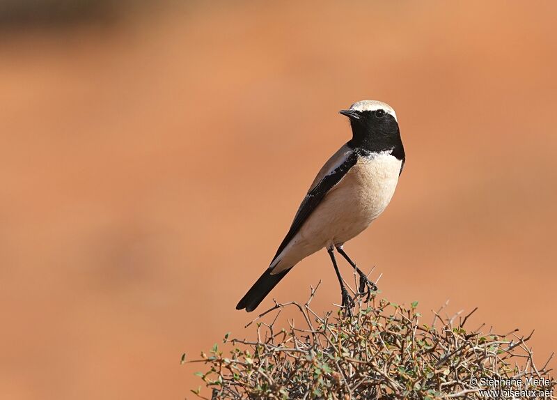 Desert Wheatear male adult