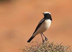 Desert Wheatear