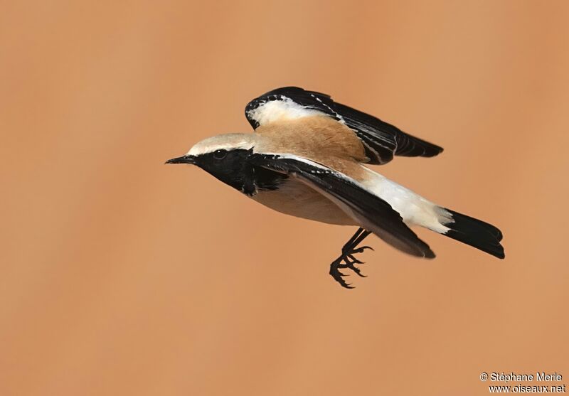 Desert Wheatearadult