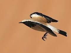 Desert Wheatear