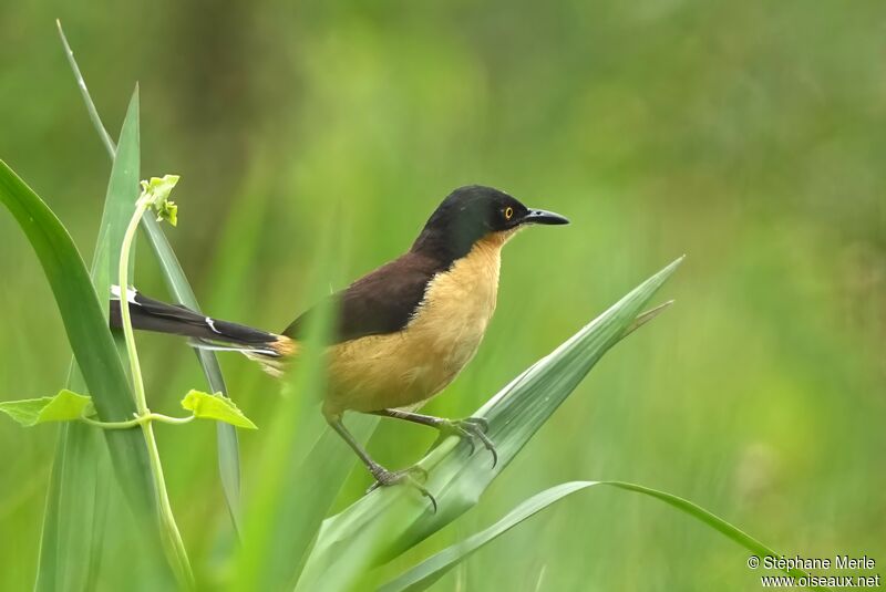 Black-capped Donacobiusadult