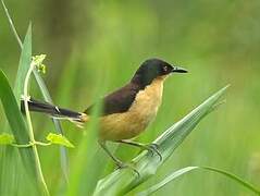 Black-capped Donacobius