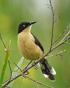 Black-capped Donacobius