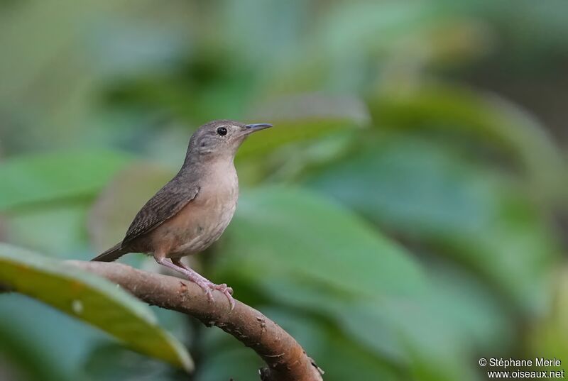 Southern House Wrenadult