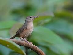 Southern House Wren