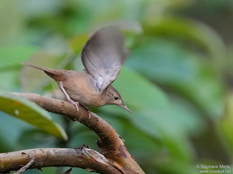 Troglodyte austral