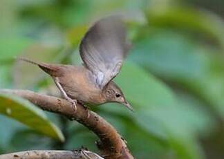 Troglodyte austral