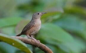 Southern House Wren