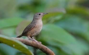 Troglodyte austral