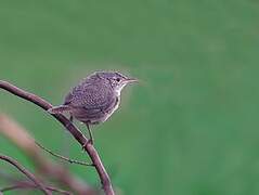 Southern House Wren