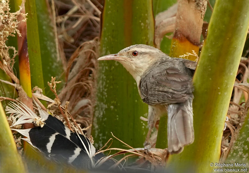 Thrush-like Wrenadult