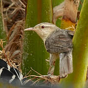 Thrush-like Wren