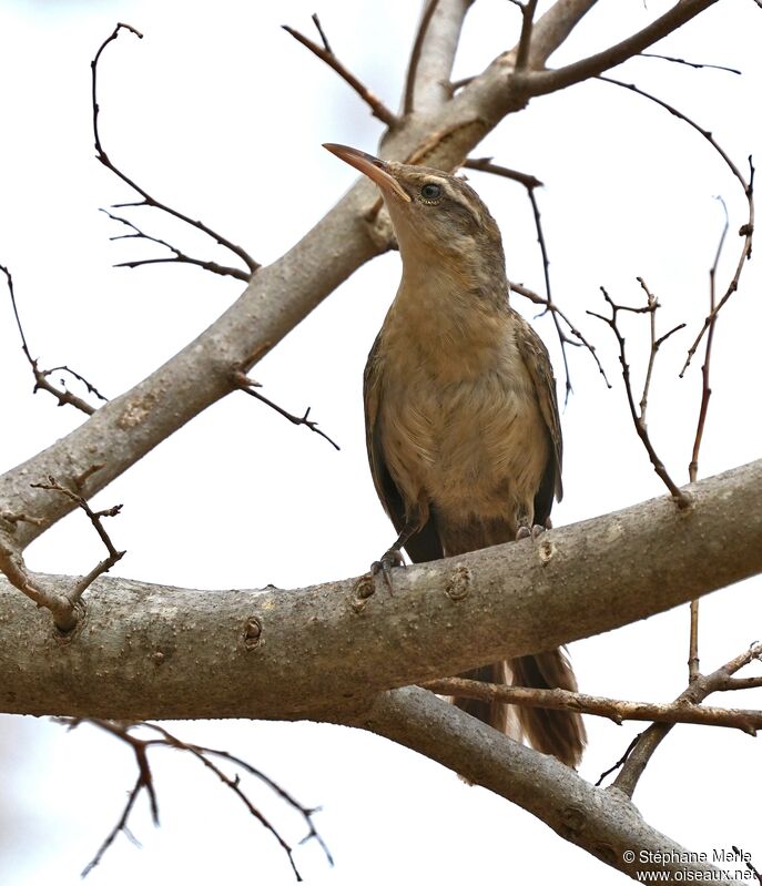 Thrush-like Wrenadult