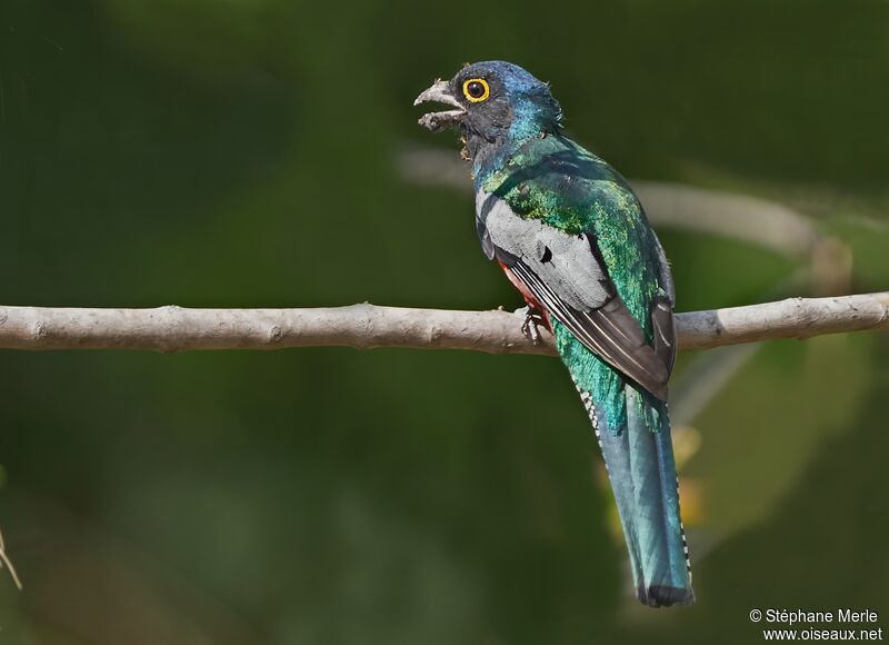 Trogon couroucou mâle adulte