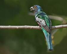 Blue-crowned Trogon