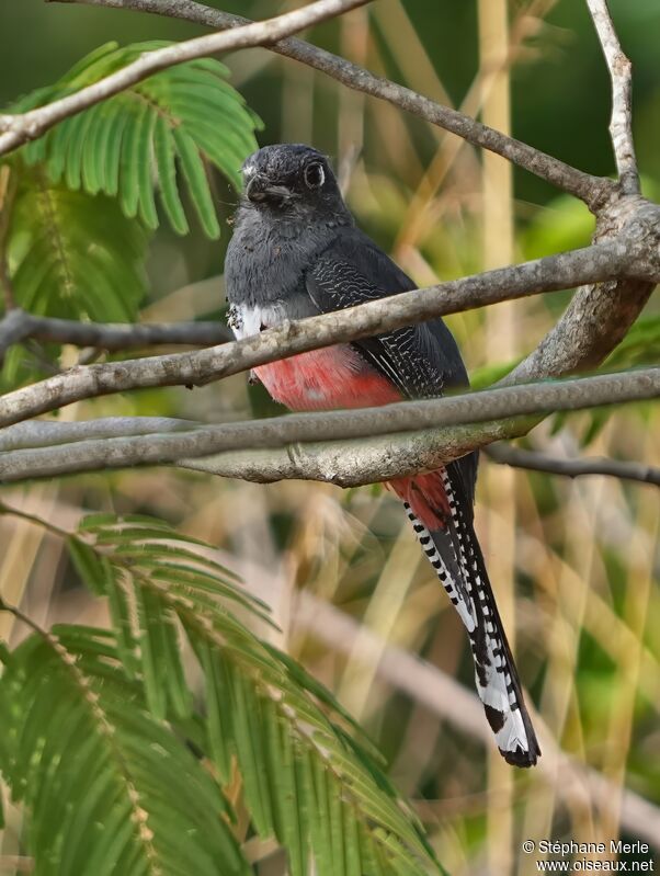 Trogon couroucou femelle adulte