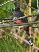 Blue-crowned Trogon